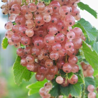 Pink Champagne Currant Plants